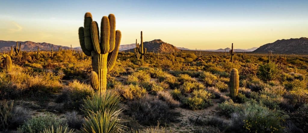 Cactus in desert landscape at sunset, Arizona scenery.