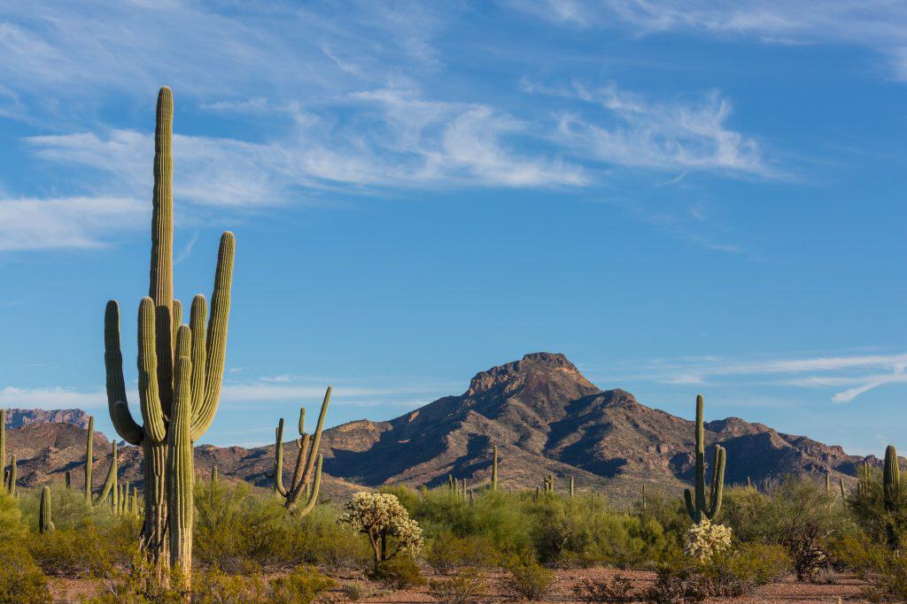 A desert landscape with tall saguaro cacti and mountain range in the background.