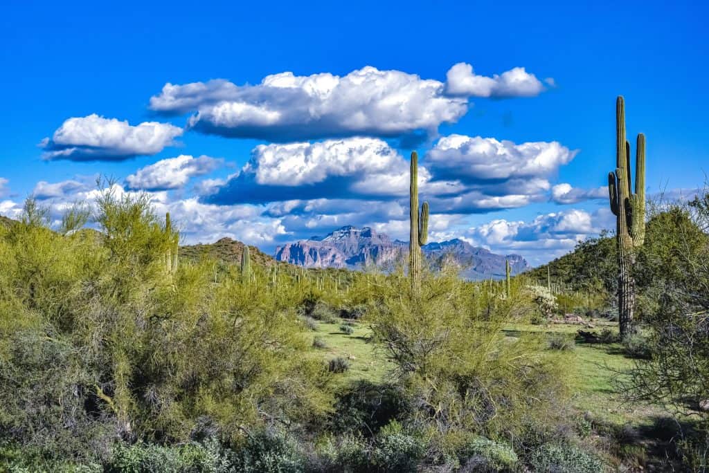 Cacti and desert vegetation in a scenic Arizona landscape with mountains in the background.